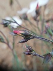 Linum appressum appressum