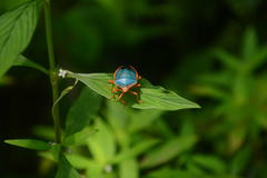 Edessa rufomarginata