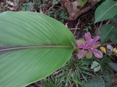 Curcuma oligantha