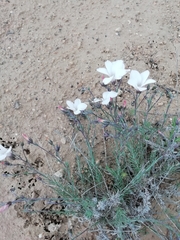 Linum appressum appressum