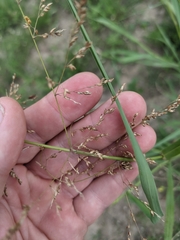 Panicum antidotale