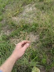 Panicum antidotale