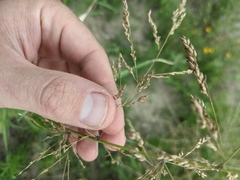 Panicum antidotale