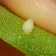 Phylloxera caryaegummosa