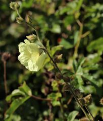 Hibiscus diversifolius