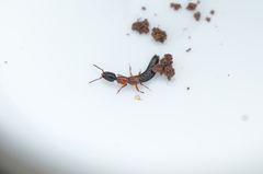 Xantholinus elegans