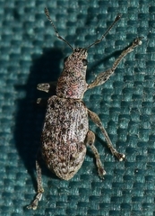 Pachyrhinus squamosus