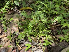 Rhynchospora radicans microcephala