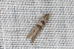 Ceromitia iolampra