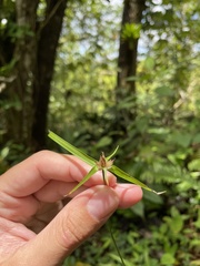 Rhynchospora radicans microcephala