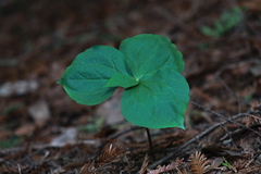 Trillium ovatum