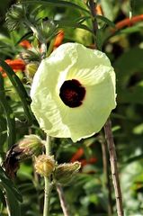Hibiscus diversifolius
