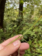Rhynchospora radicans microcephala