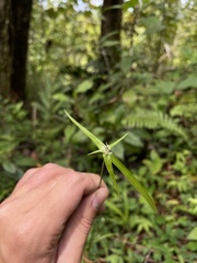 Rhynchospora radicans microcephala