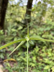 Rhynchospora radicans microcephala