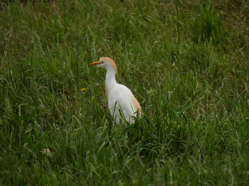 Garcilla bueyera (Bubulcus ibis)