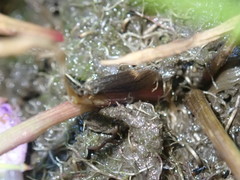 Athripsodes aterrimus