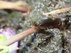 Athripsodes aterrimus