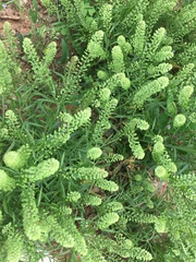 Lepidium austrinum