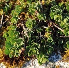 Rhodiola rosea