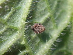 Mogulones asperifoliarum