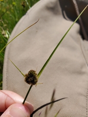 Carex unilateralis