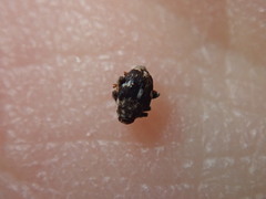 Mogulones asperifoliarum