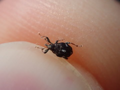 Mogulones asperifoliarum