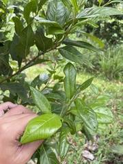 Styrax portoricensis