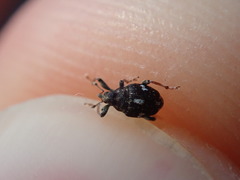 Mogulones asperifoliarum