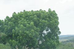 Harpephyllum caffrum