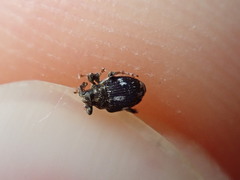 Mogulones asperifoliarum