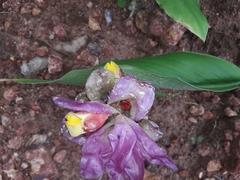 Curcuma oligantha