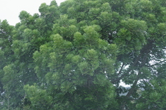 Harpephyllum caffrum
