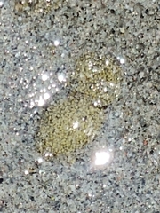 Phyllaplysia taylori