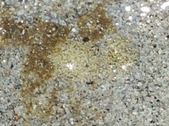 Phyllaplysia taylori