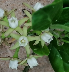 Cynanchum natalitium