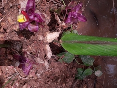 Curcuma oligantha
