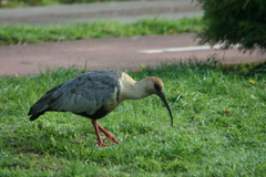 Theristicus melanopis