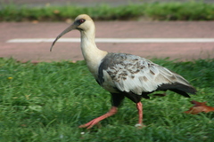 Theristicus melanopis