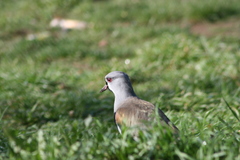 Vanellus chilensis chilensis