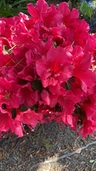 Rhododendron indicum