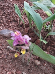 Curcuma oligantha