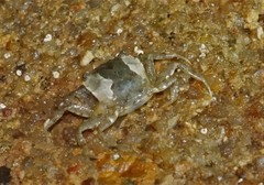 Gaetice depressus
