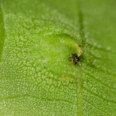 Phylloxera caryaefoliae
