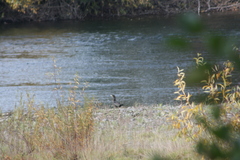 Nannopterum brasilianum