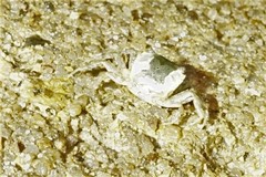 Gaetice depressus