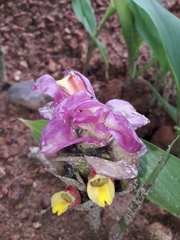 Curcuma oligantha