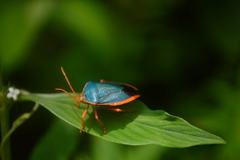 Edessa rufomarginata