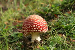 Amanita muscaria